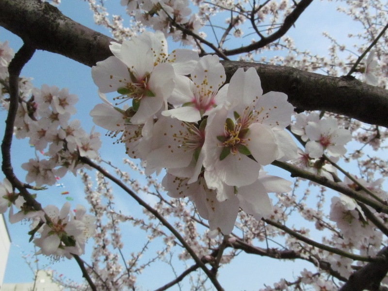 http://www.gogyofuku.co.jp/kan/entryimg/20150321almond_fest04.JPG